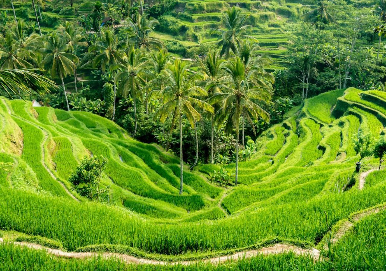 Capung Asri Eco Luxury Resort With Private Pool Villas Bedulu Esterno foto